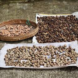 Drying cashews