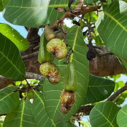 Cashew nuts in their natural form