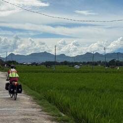 Field after field of rice