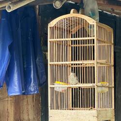 Cages birds are very popular in Java. Many seem to be wild species.
