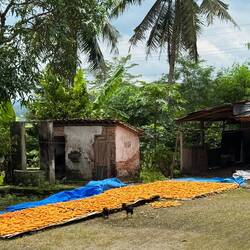 Corn cobs left to dry.