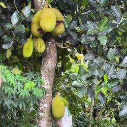 Jackfruit - large and spiky.