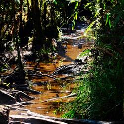 Das ist kein Bach, sondern der Weg