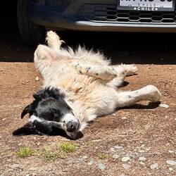 Nickerchen in der Sonne