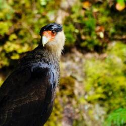 Südlicher Schopfkarakara