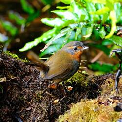 Tapaculo... sehr neugierig!