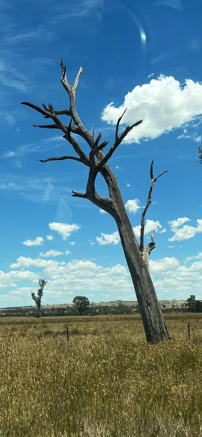 The dry country out of Wagga was poetic in its way.