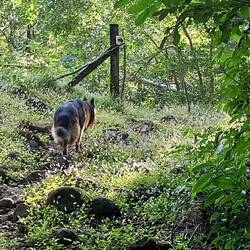 Simba, unser Begleiter