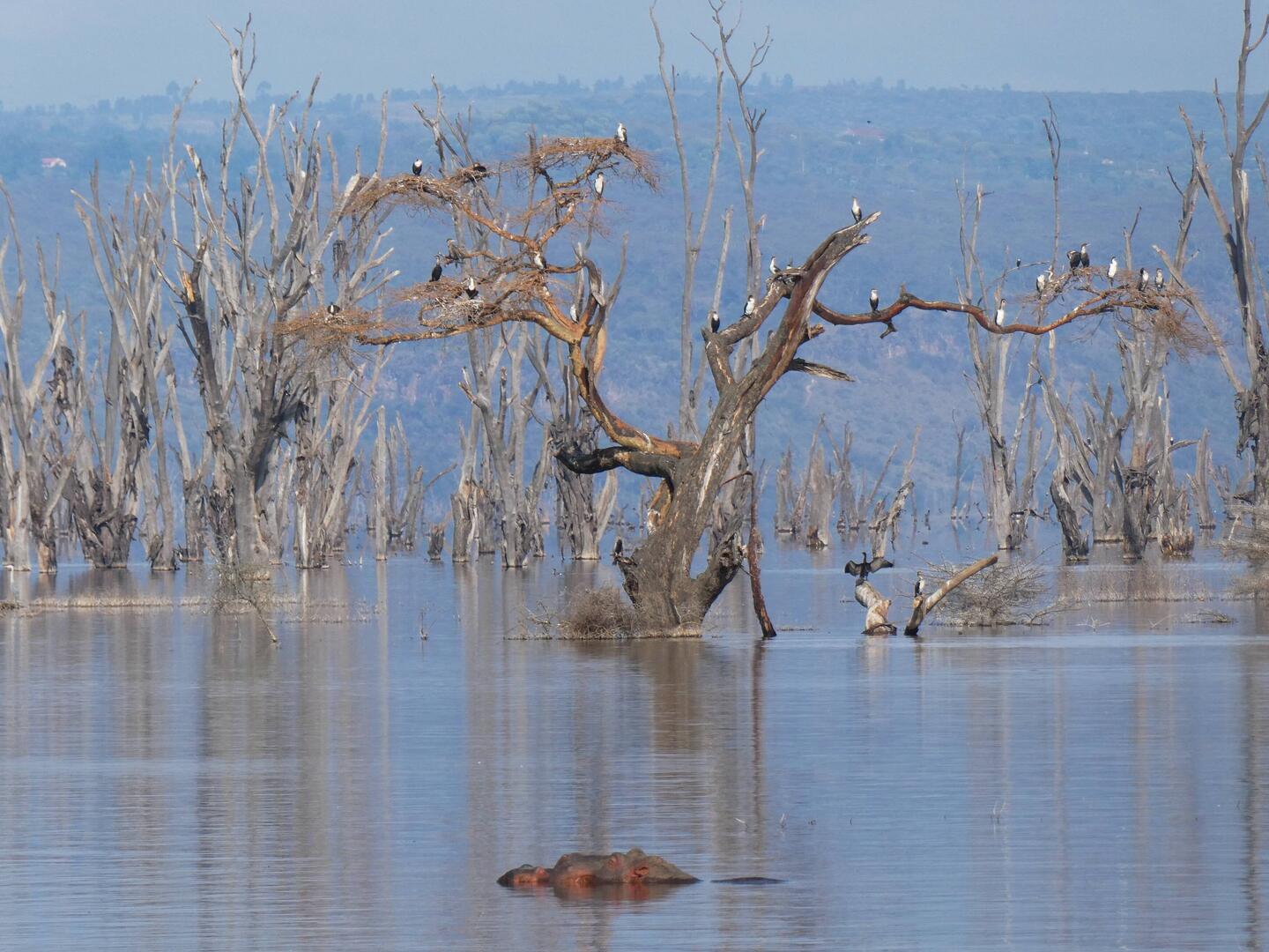 Das im Vordergrund ist kein Vogel, sondern ein Nilpferd 🦛