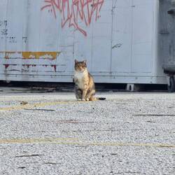 Hier haben die Streuner-Katzen die Herrschaft.