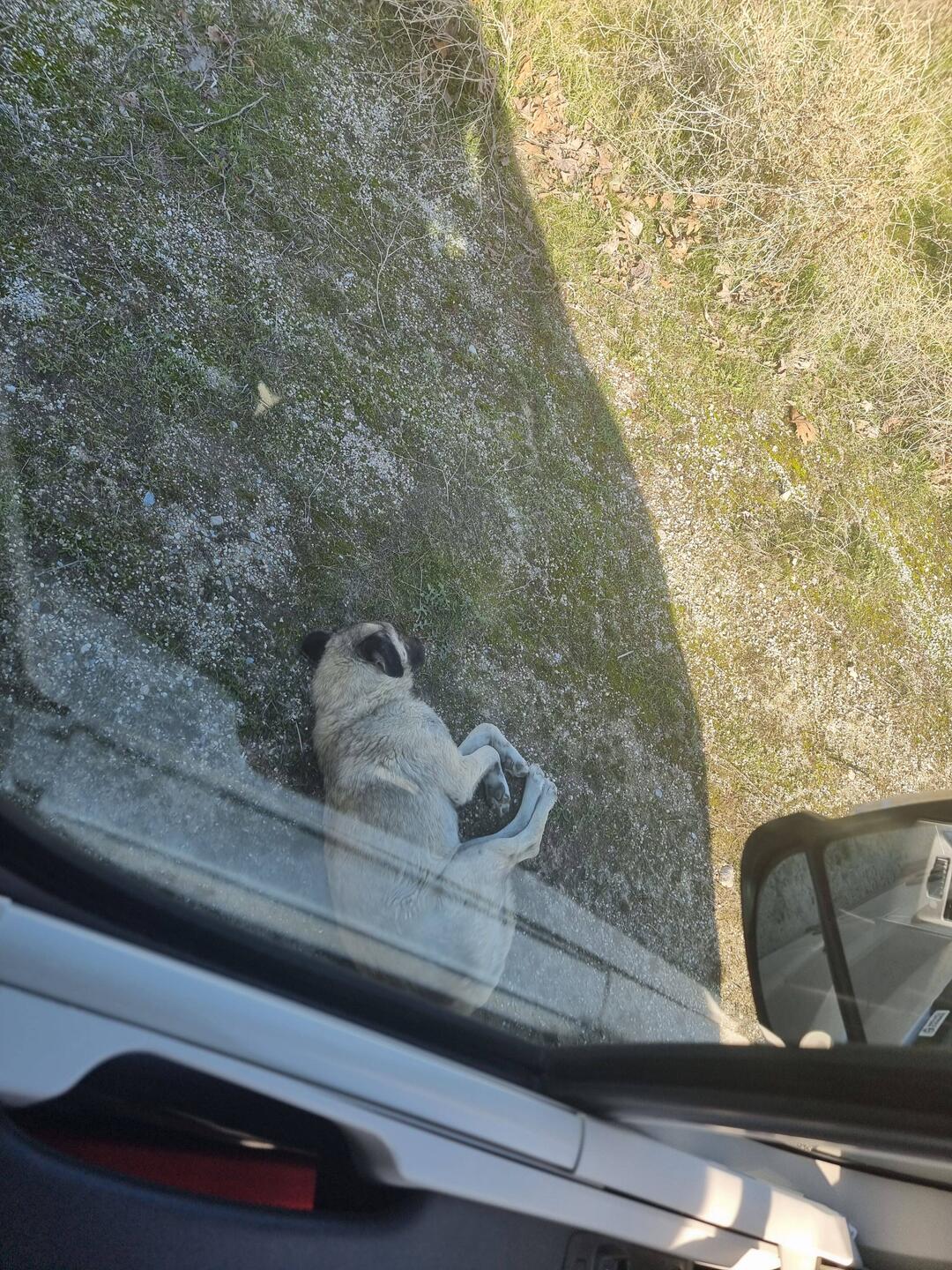 So klein wie er auf dem Bild erscheint ist er nicht.