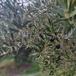 Schade kann man die nicht direkt vom Baum knabbern.