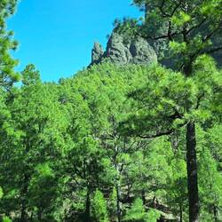 ... was für ein Himmel, in Kombination mit dem Grün der Fichten ein wahrer Augenschmauss ...