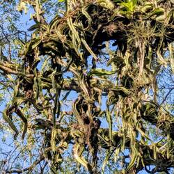 Sehen aus wie Kakteen die den Baum überwuchern