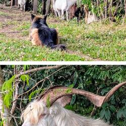 Unser Begleiter hält uns den Bock vom Leib, der seine Chicas verteidigt