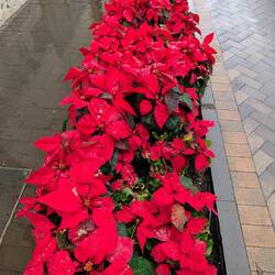 Hier wachsen die Weihnachtssterne im Beet