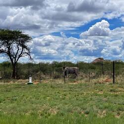 Die Elandantilope am Straßenrand 😍