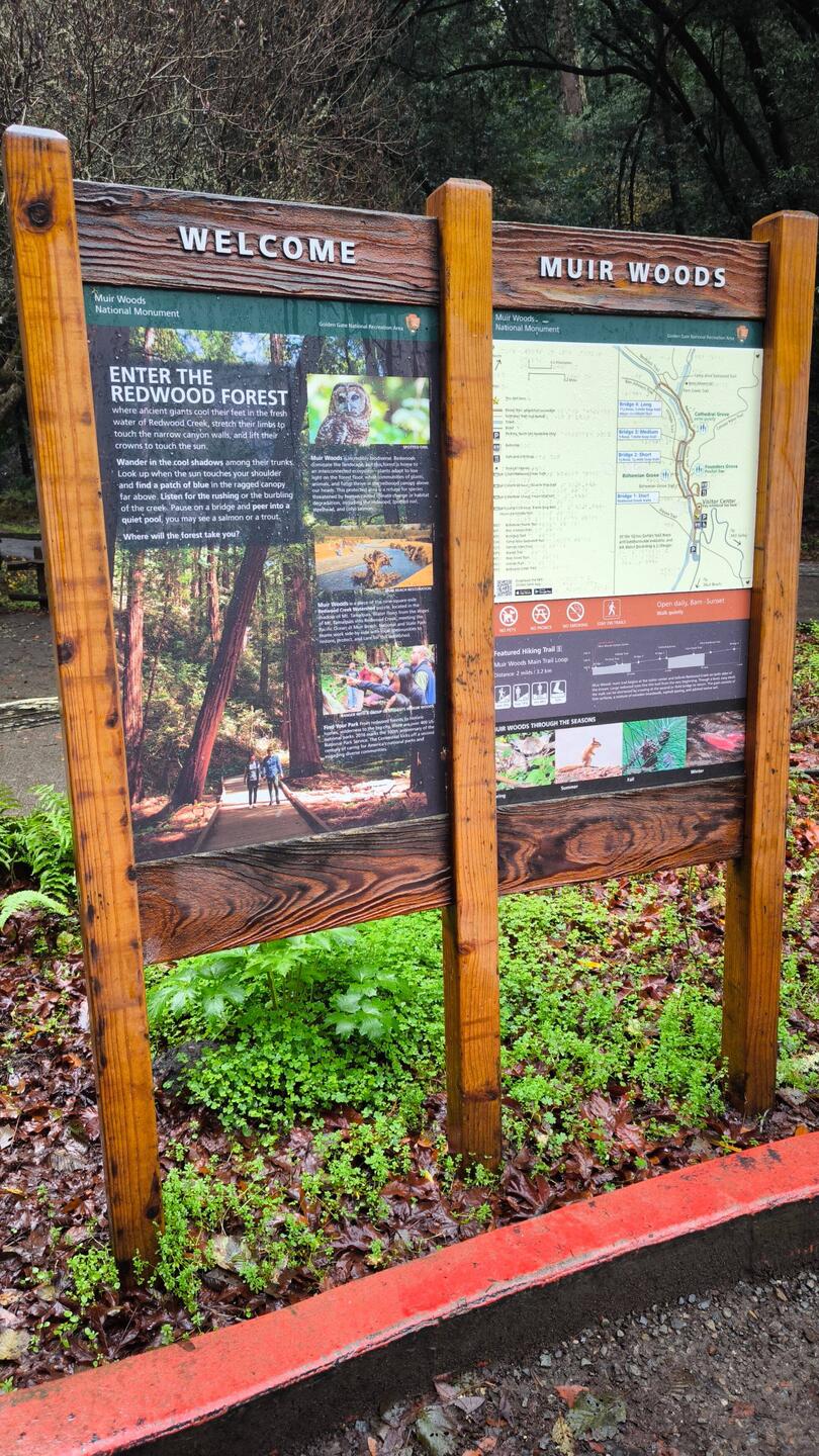 Willkommen in den Muir Woods.