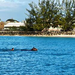 ...- da gehen sogar die Pferde schwimmen auf Barbados 🫣