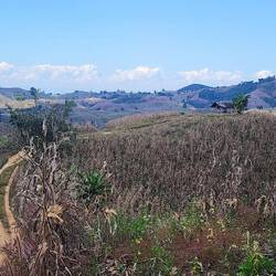 Viel abgeernteter Mais