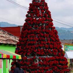 Auf dem Weg, ein Weihnachtssternbaum