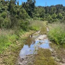 Een badderende Weka...