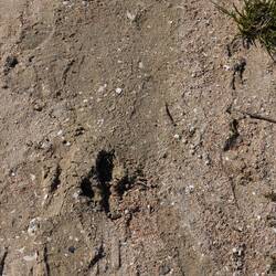 U was chönt das si?