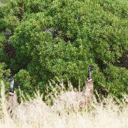 Emus