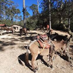 Die Esel warten geduldig auf den Rückweg