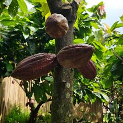 Kakao wächst direkt am Stamm.