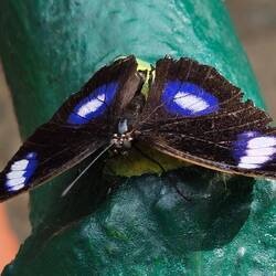 Ich liebe Schmetterlinge.