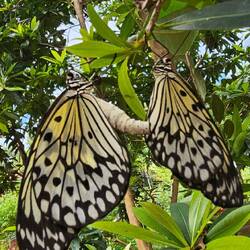 Erwischt beim Rüsseln.