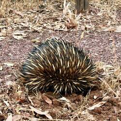 Echidna