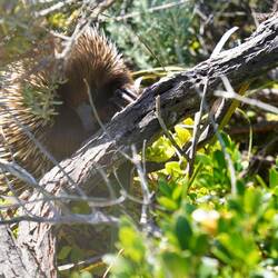 Echidna, ein Ameisenigel