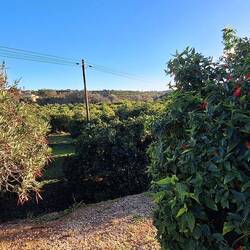 Obstbäume rundherum und all you can eat 😂