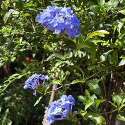 Plumbago 😊