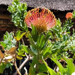 Königsprotea (Nationalblume Südafrikas)