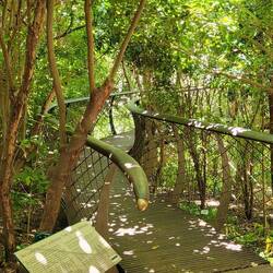 Baumwipfel Pfad👟👟