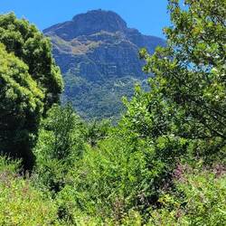 Impressionen aus dem wunderschönen Botanischen Garten🌸 von Kapstadt