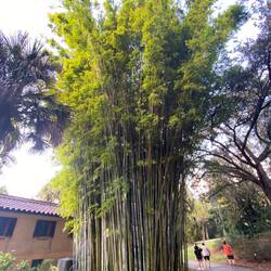 Sehr extravaganter Garten (wurde 5 Jahre dran gebaut) an der "höchsten Stelle" der Florida Insel