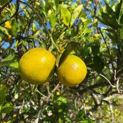 Orangen reifen am Baum eratmal mit glatter Schale - sieht eher aus wie Nektarine...