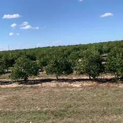 Riesige Orangen Plantagen links und rechts an den Straßen entlang !