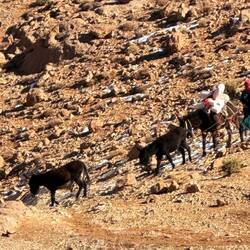 Normaler Gegenverkehr beim wandern Lastenesel