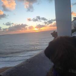 Nun schnell los, die 🐗 wartet