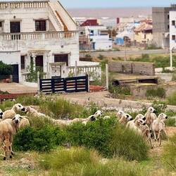 Schafe zwischen Müll und Wohnhaus