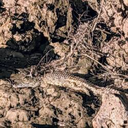 Kroko 2 (camouflage 😂)