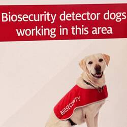 Schnüffelhunde am Flughafen Melbourne. Suchen nach Lebensmittel usw😄