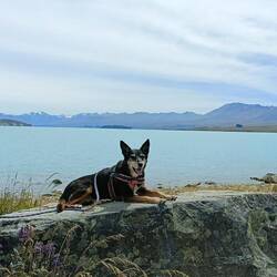 Le nouveau chien berger de Tekapo!