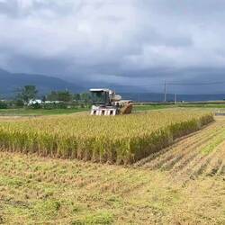 es gibt Reis, Baby 👍 Bauer Wang Chang bei der Reisernte