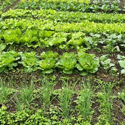 Ich weiß jetzt auch, warum der Salat hier so gut schmeckt: ideales Anbauklima...
